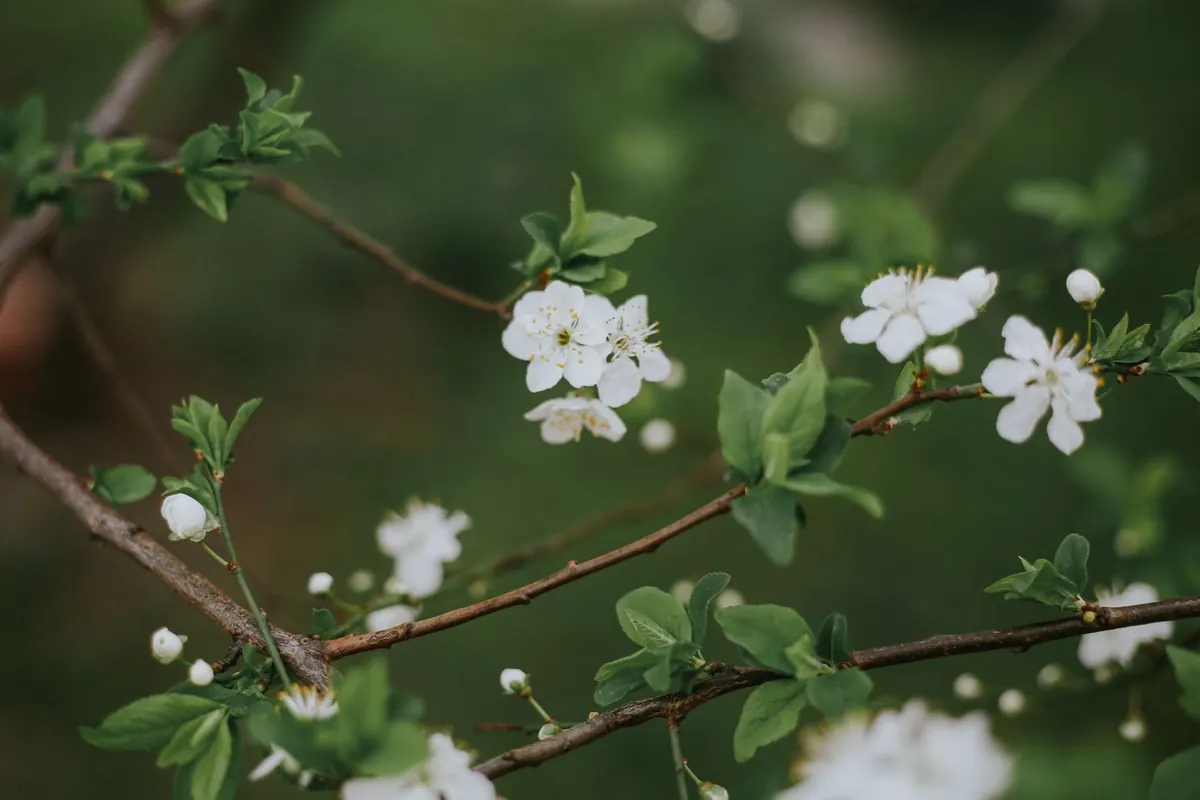 Beginner's Guide to Writing Haiku in English