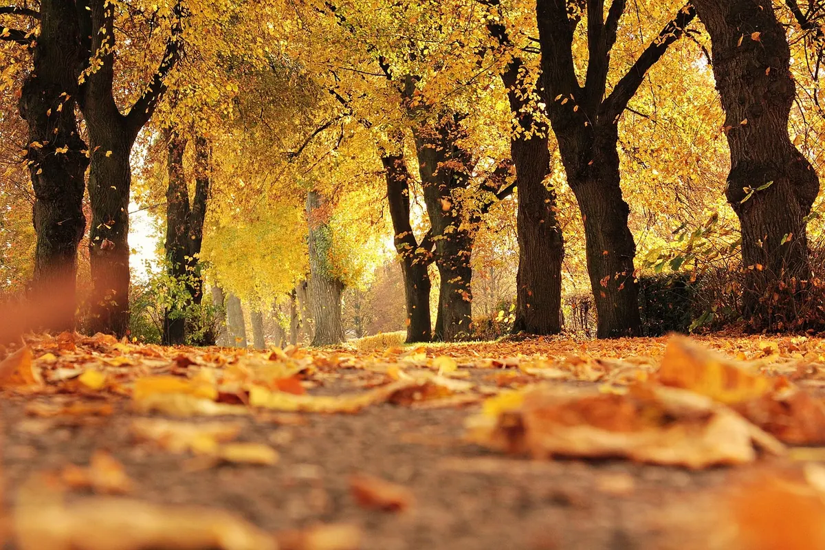 Seasonal Writing Prompts for Autumn: 20 Ideas for UK Writers